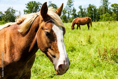 Pferde auf einer eingezäunten Weide im Hintergrund ein blauer Himmel, close-up.