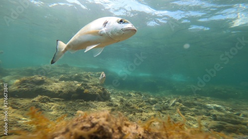 under water photo of a fish in costa brava while diving