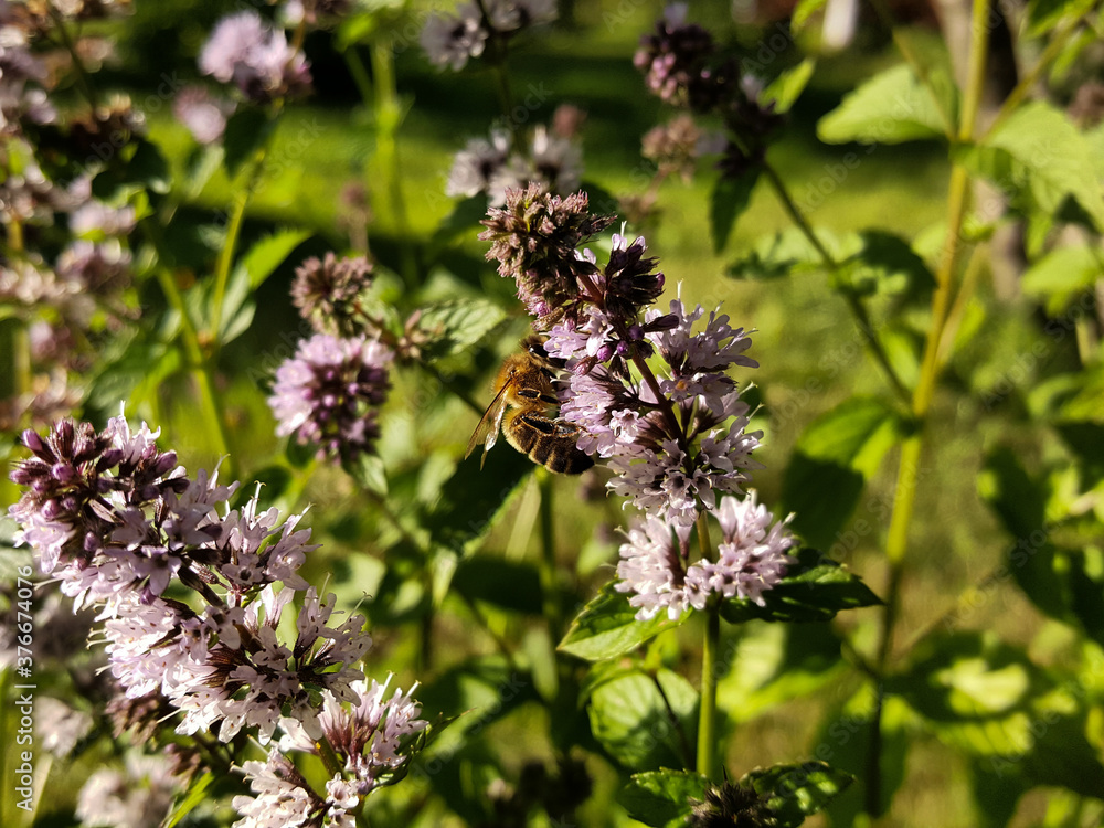 Purple mint flowers and a furry striped toiler bee in the evening sunlight. Purple mint flowers and a furry striped toiler bee in the evening sunlight.