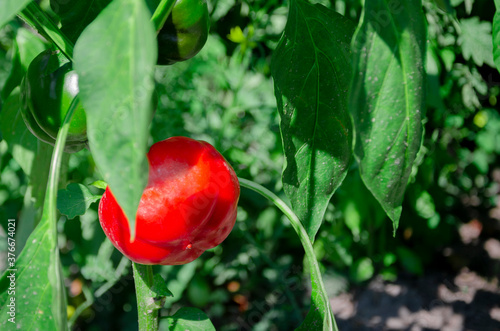 Red juicy pepper grows on a green bush in the garden