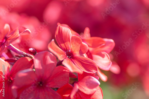 Flower background. Pink Phlox inflorescences close-up in the garden on a summer day. Botanical macrophotography for illustration of Phlox