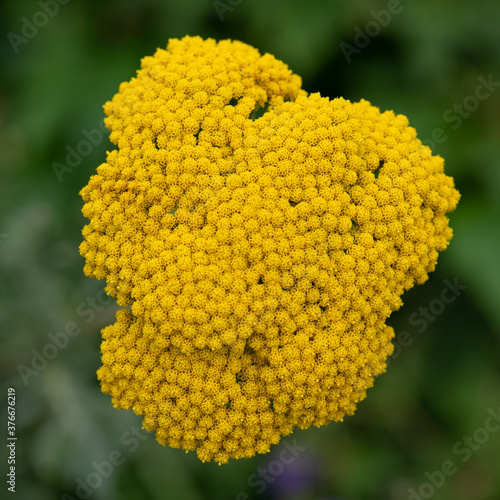 Achillea ageratum, a flowering plant in the sunflower family photo