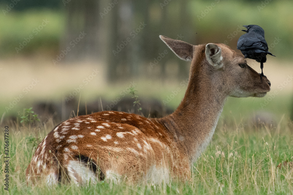 Bird grooming female fallow deer