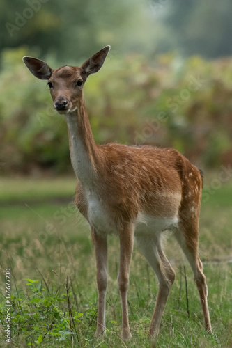 Young female fallow deer in autumn