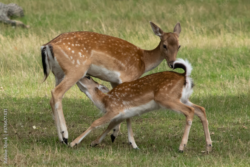 Fawn suckling mother fallow deer Fawn suckling mother fallow deer