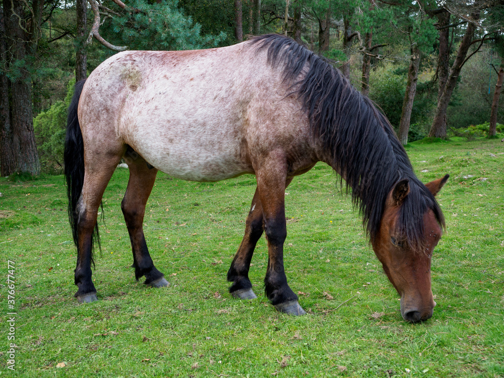 Dartmoor pony grazing by pine trees. Dartmoor pony grazing by pine trees.