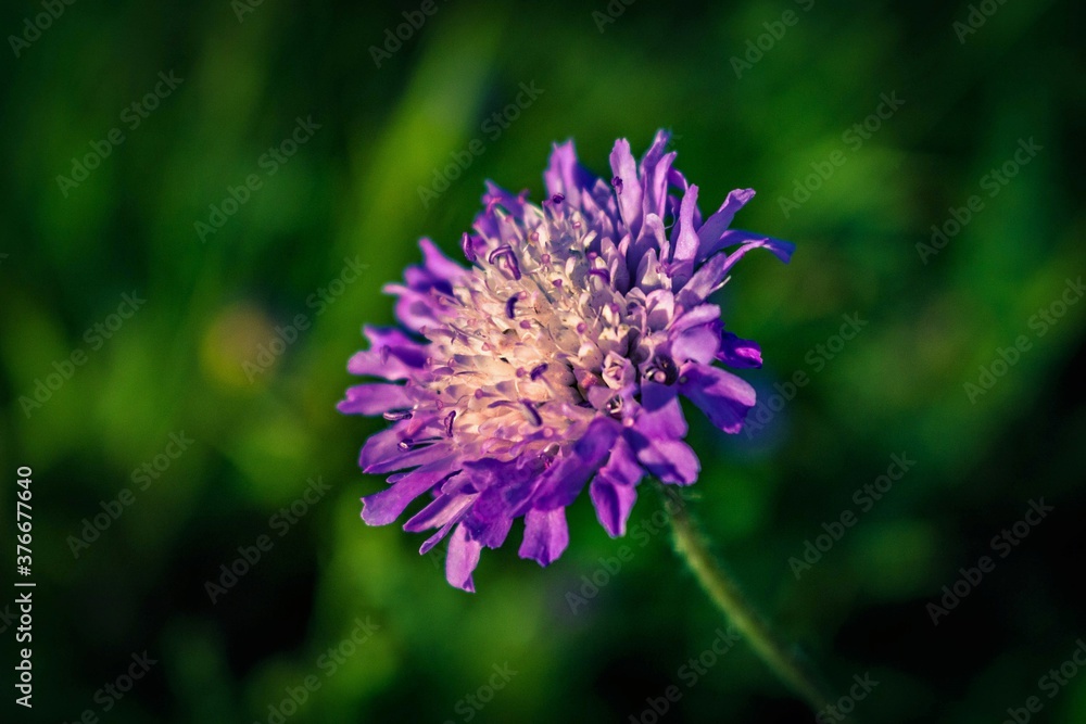 purple flower purple flower