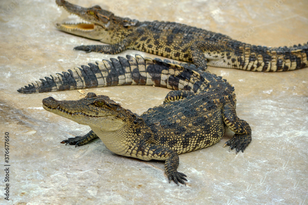 Obraz premium Crocody.