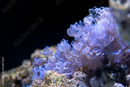 Close up of Soft Coral Pumping Xenia(Xenia sp.) also called Pom Pom Xenia photo