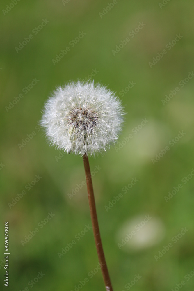 White fluffy dandelion head on a thin brown stalk on a green meadow on a summer sunny day. Dandelion close-up on a green background. Fluffy silver dandelion head. White fluffy dandelion head on a thin brown stalk on a green meadow on a summer sunny day. Dandelion close-up on a green background. Fluffy silver dandelion head.