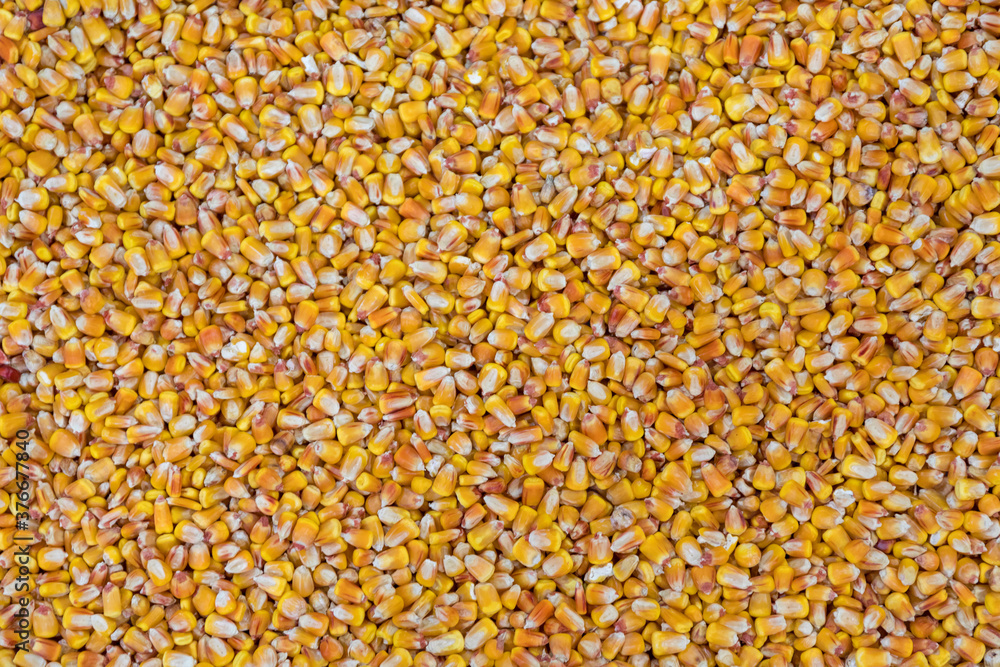 Corn Kernels Background Corn Kernels Background