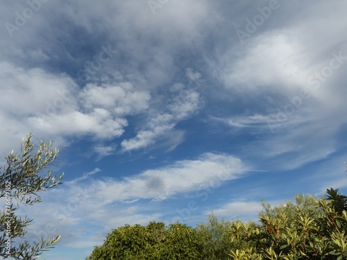 cielo azul con algunas nubes blancas sin forma aparente  con una copa de arbol en la base de la foto y ramas de olivos en los laterales de la foto