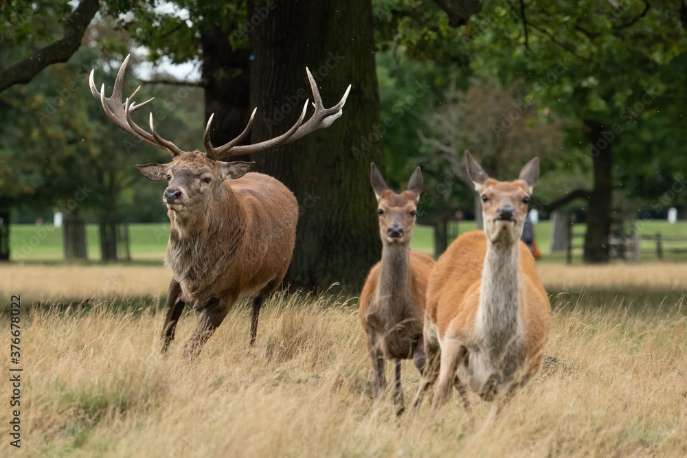 Fototapeta premium Large reg stag chasing two female deer