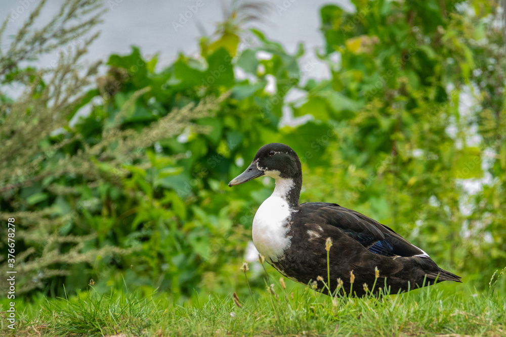 Fototapeta premium Hybridente