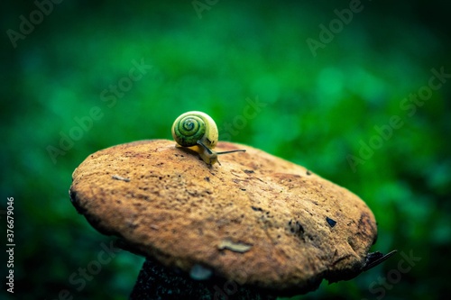 mushroom and snail