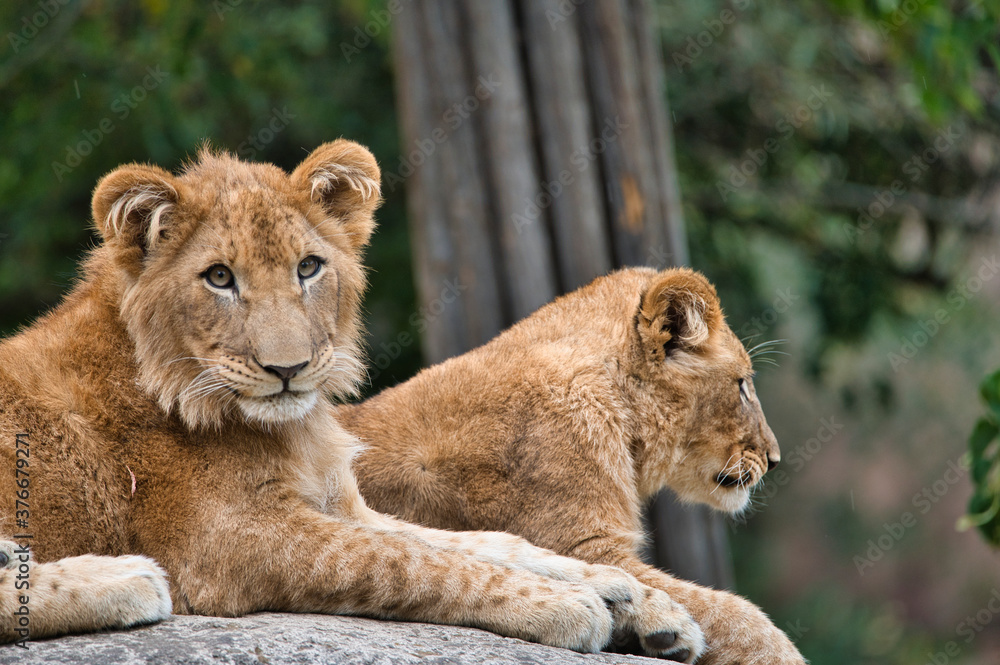 Fototapeta premium Löwen
