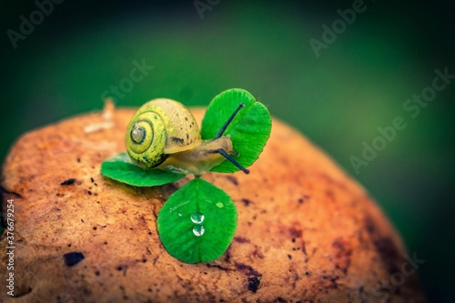 snail