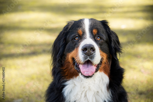 A Bernese Mountain dog looking at the camera. Headshot.