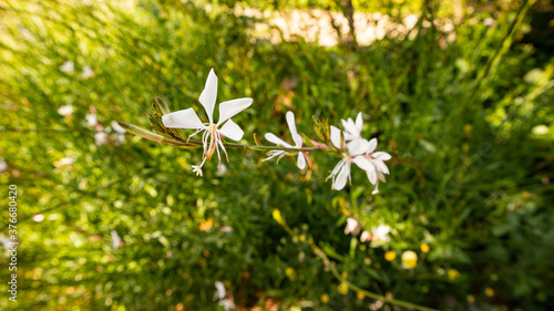 White flowers like flowers floating in the wind in the garden