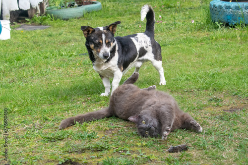 field mouse, cat and dog on the green grass