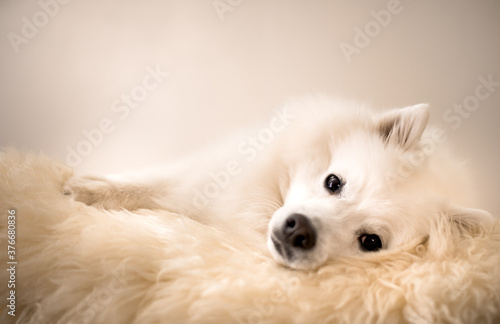 A white dog (Japanese Spitz) looking at the camera.