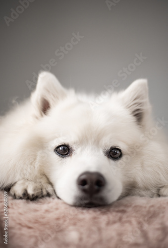 A white Japanese Spitz looking at the camera