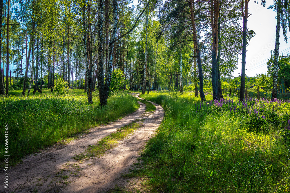 Obraz premium A beautiful fresh country summer landscape consisting of a dirt road or path through a grove of birch and pine trees. There is a village near a beautiful summer grove.