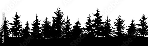 Hand drawn pine  fir or spruce forest. Christmas banner template.