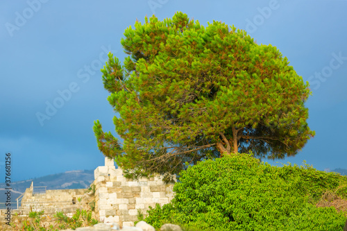 Nice view of Byblos Castle, Lebanon. A bright green pine tree on the background of the stone walls of the fortress and the blue sky. Ruins entwined with plants photo