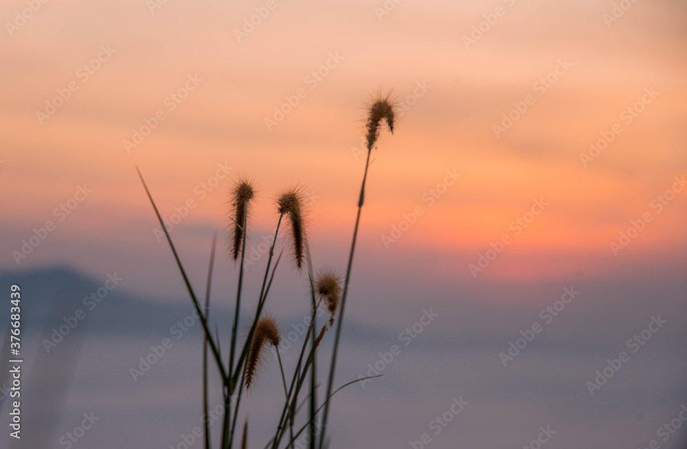 Grass flowers on the cliff, the sunrise time, in the middle of the sea of ​​mist at Ayer Weng Viewpoint, Betong District, Yala Province, Thailand