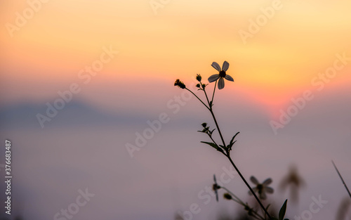 Grass flowers on the cliff, the sunrise time, in the middle of the sea of ​​mist at Ayer Weng Viewpoint, Betong District, Yala Province, Thailand