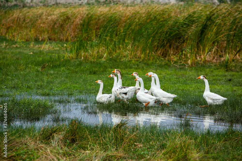White goose. Swimming Geese. Domestic geese swim in the pond. Flock of geese on the river White goose. Swimming Geese. Domestic geese swim in the pond. Flock of geese on the river