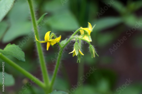 Yellow flowers of tomatoes over blurry background