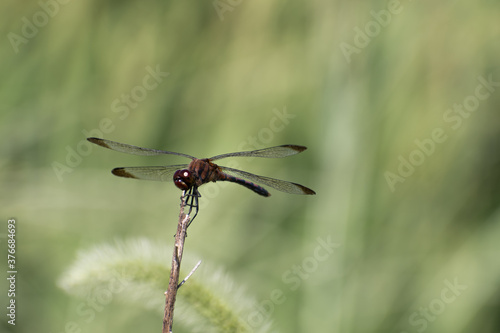 Macro of a dragonfly perched on a twig against a blurred grassy background. 