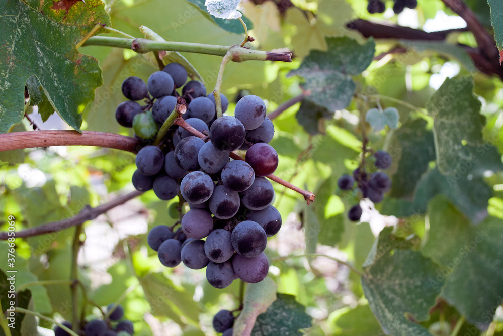 A bunch of red wine grapes on a bush. Grape plantations, cultivation for the production of wine, jam and juice.