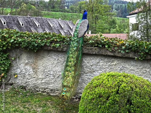 Ein Pfau steht auf einer von Kletterpflanzen verzierten Wand.  photo