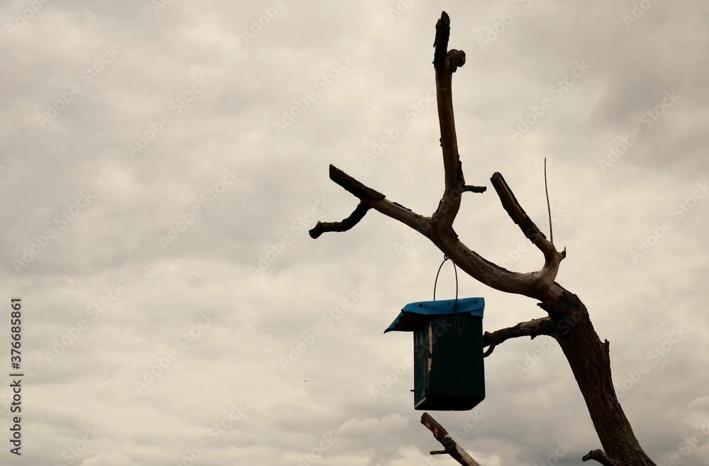 Vogelhaus am abgestorbenen Baum Vogelhaus am abgestorbenen Baum