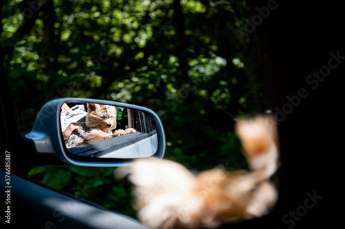 A Yorkshire terrier on the open window of a car blown by the air. Photo taken in the rare view mirror photo