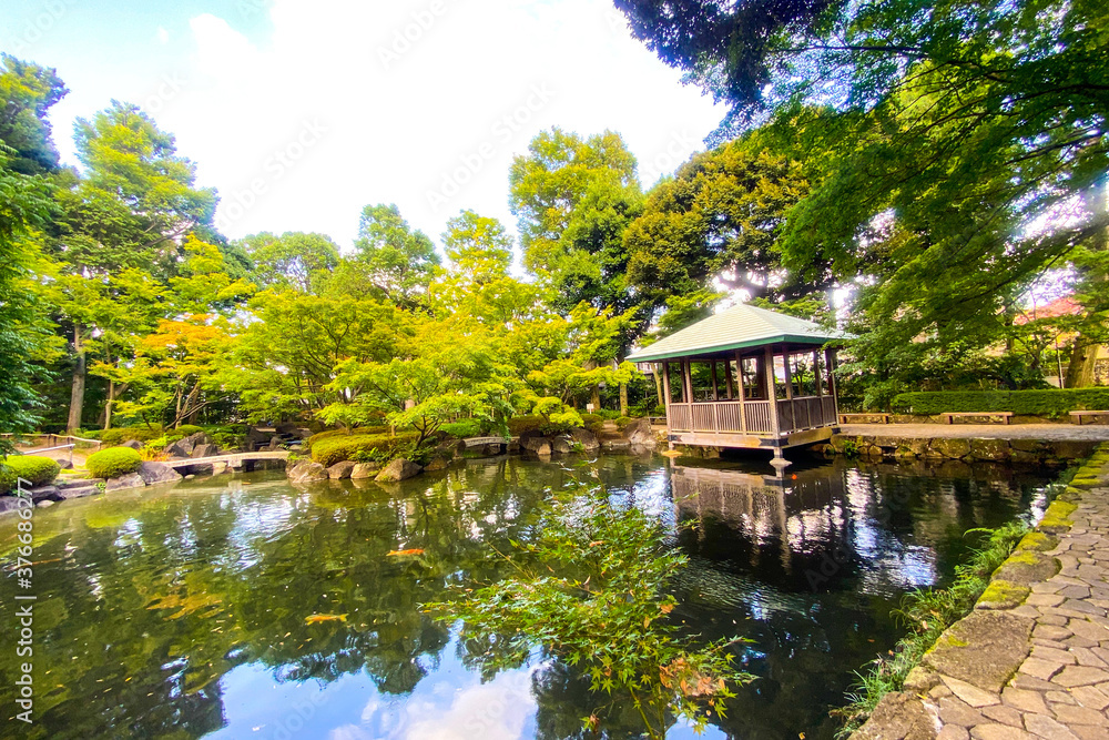 公園の池 公園の池