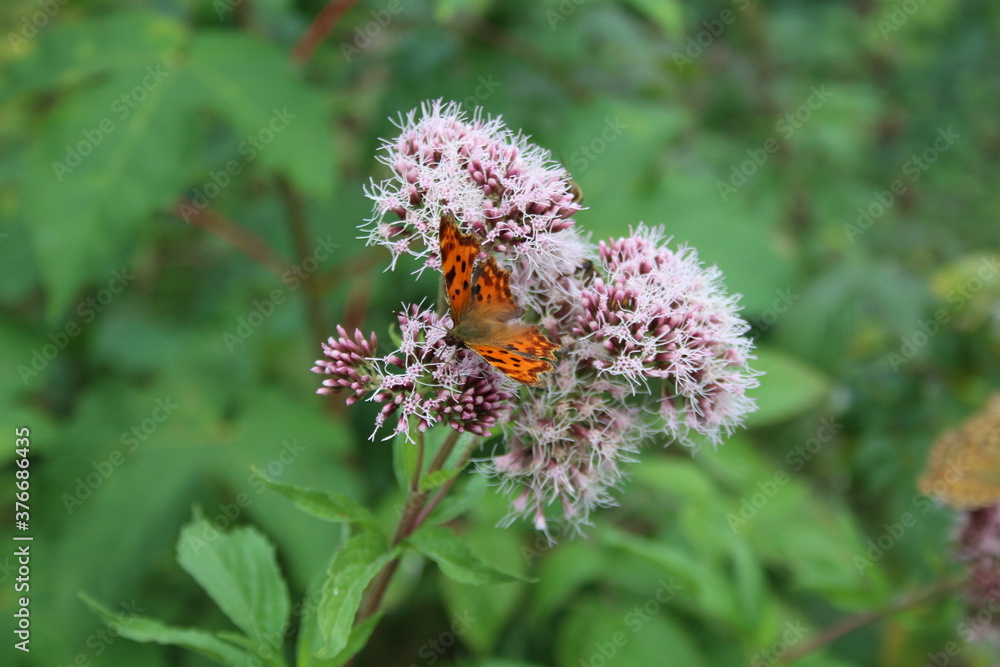 Schmetterlinge auf einer wilden Blume Schmetterlinge auf einer wilden Blume