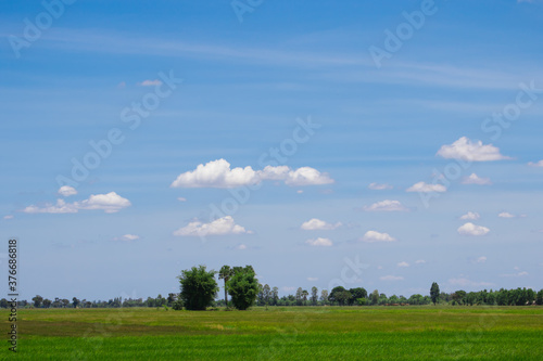 Green fields witch Cloud on sky background in day time, Naturel background © ducksmallfoto