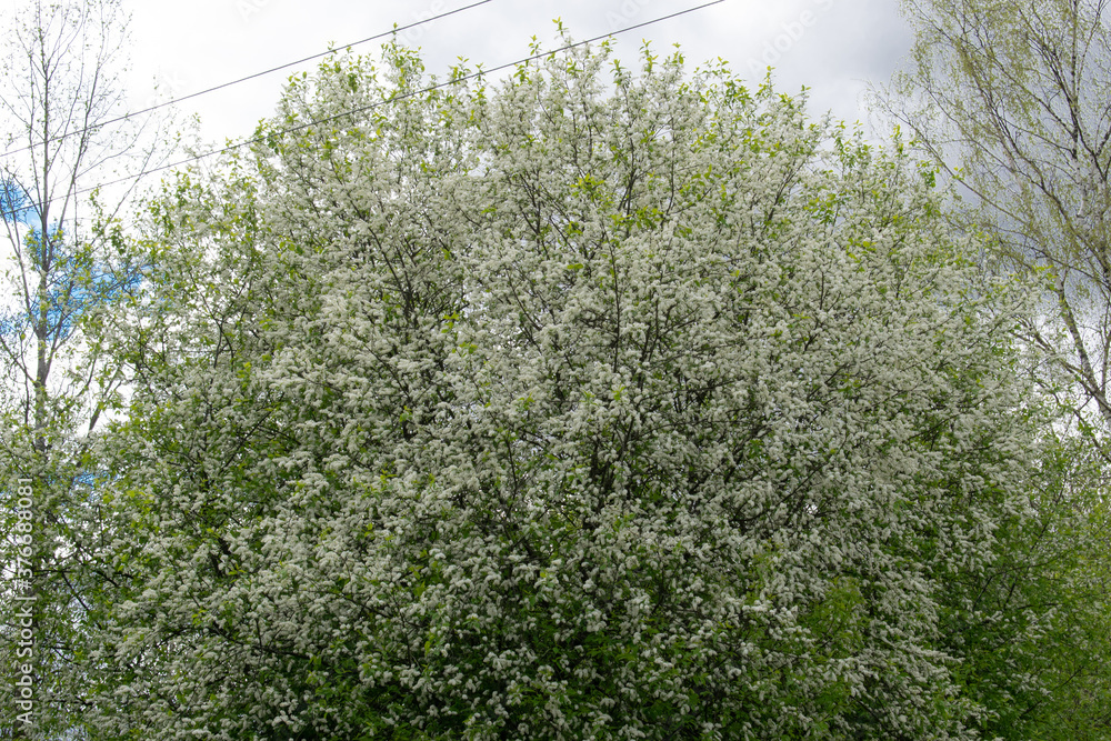 White spring flowers, black cherry with white butterfly Prunus padus White spring flowers, black cherry with white butterfly Prunus padus