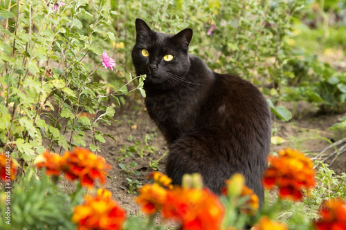 Fototapeta Naklejka Na Ścianę i Meble -  Black cat with yellow eyes sit outdoors in nature in autumn garden with flowers