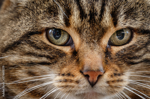 close up portrait of a pet cat