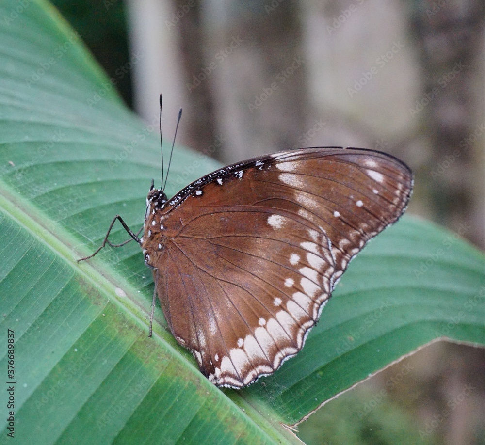 Obraz premium Benalmadena Spain