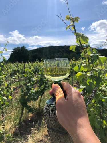 Vineyard near Wachenheim in the Palatinate area in Germany photo