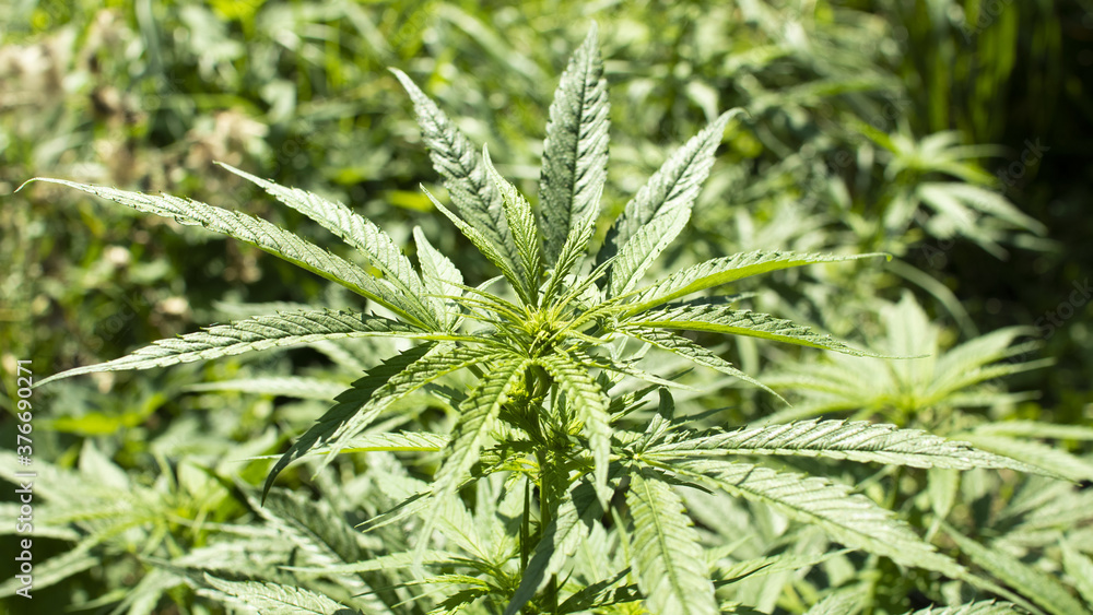 Photo of marijuana in a meadow among nettles. Photo of marijuana in a meadow among nettles.