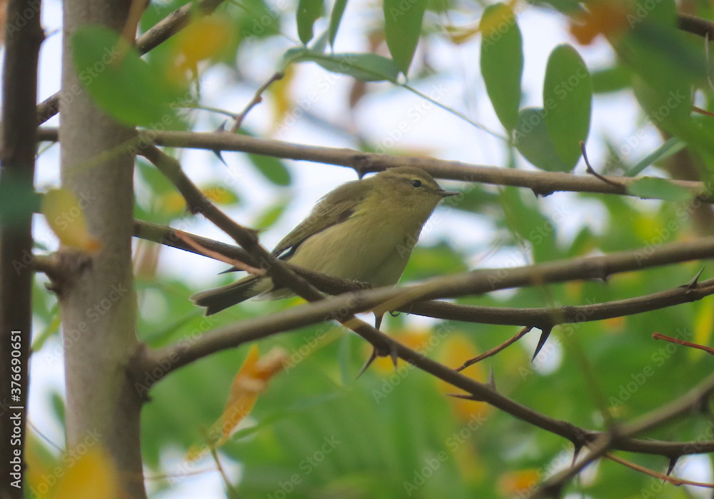 Common chiffchaff (Phylloscopus collybita) sitting on a tree spiky branch Common chiffchaff (Phylloscopus collybita) sitting on a tree spiky branch