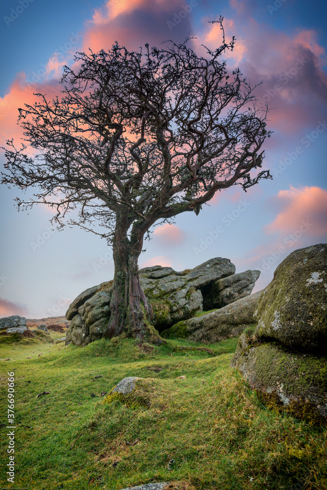 Dartmoor national park devon england uk. Hawthorn tree on the Tor during sunset 