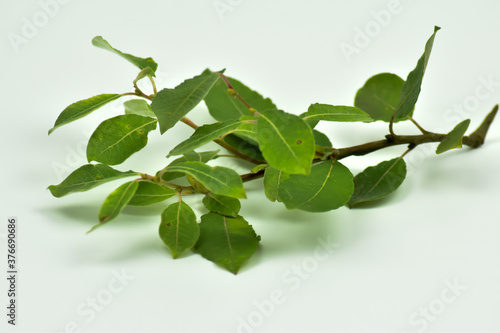 Zielony liść na gałęzi na białym tle